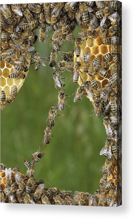 Feb0514 Acrylic Print featuring the photograph Honey Bees Join To Repair Honeycomb #2 by Heidi & Hans-Juergen Koch