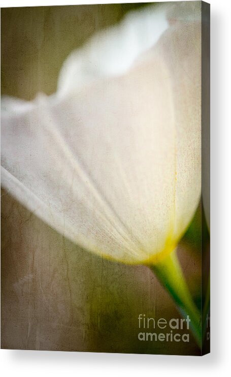 Albino Mexican Gold Poppy Acrylic Print featuring the photograph I'm An Albino by Tamara Becker