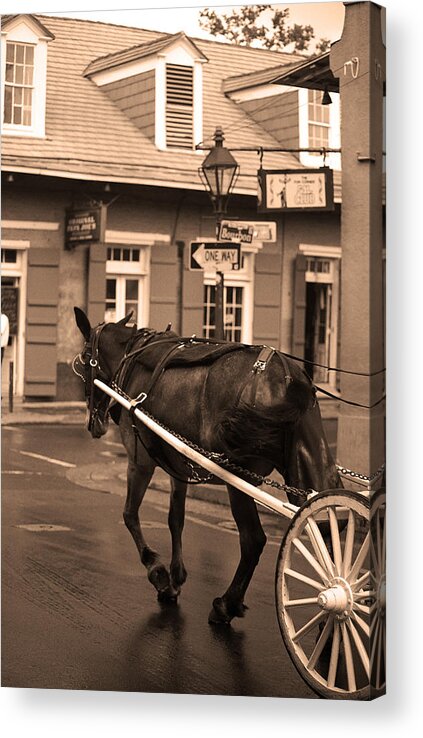America Acrylic Print featuring the photograph New Orleans - Bourbon Street Horse 3 by Frank Romeo