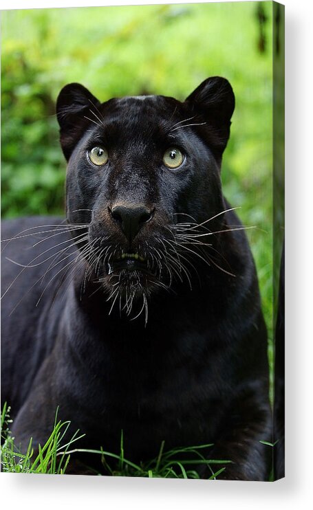 Panthere Noire Panthera Pardus Acrylic Print By Gerard Lacz