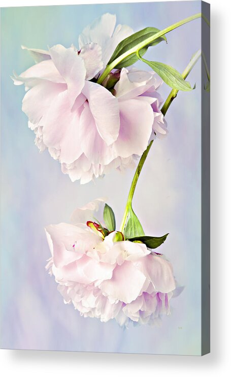 Peonies Acrylic Print featuring the photograph Pastel Peonies by Theresa Tahara