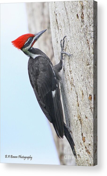 Pileated Woodpecker Acrylic Print featuring the photograph Pileated Woodpecker #2 by Barbara Bowen