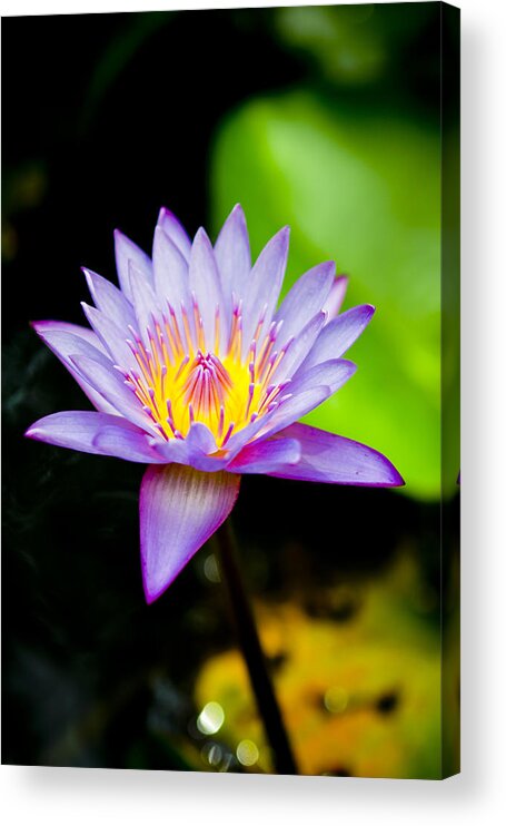 Flowers Acrylic Print featuring the photograph Purple lotus #2 by Raimond Klavins