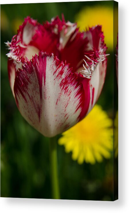 Spring Acrylic Print featuring the photograph Red Tulip #2 by Michael Goyberg