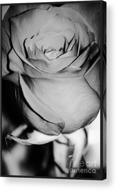 Black And White Rose Acrylic Print featuring the photograph Rose by Deena Withycombe