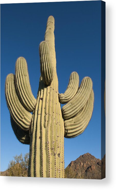Feb0514 Acrylic Print featuring the photograph Saguaro Cactus Saguaro Np Arizona #2 by Kevin Schafer