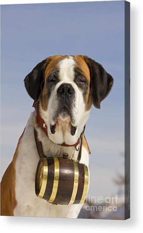 Dog Acrylic Print featuring the photograph Saint Bernard #2 by Jean-Michel Labat