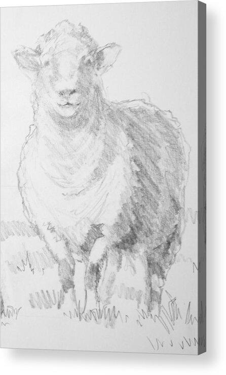 Sheep Acrylic Print featuring the drawing Sheep #2 by Mike Jory