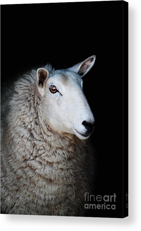 Profile Acrylic Print featuring the photograph Sheep #1 by Stephanie Frey