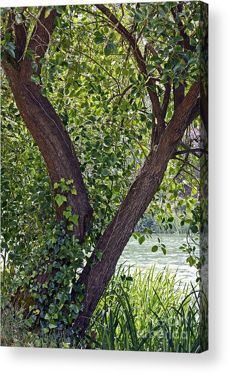 Kate Brown Acrylic Print featuring the photograph Tree at Stow Lake by Kate Brown