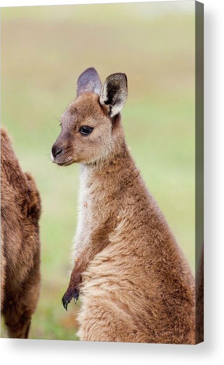 Animal Acrylic Print featuring the photograph Western Grey Kangaroo (macropus #2 by Martin Zwick