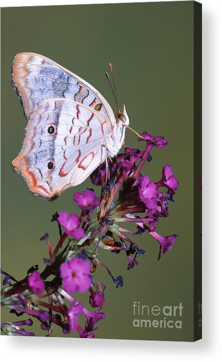 Fauna Acrylic Print featuring the photograph White Peacock Butterfly #2 by Millard H. Sharp