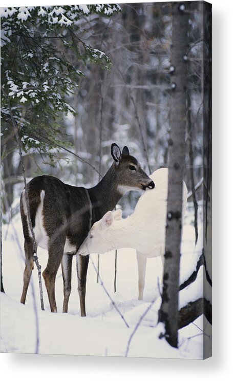 Nature Acrylic Print featuring the photograph Albino And Normal White-tailed Deer by Thomas & Pat Leeson