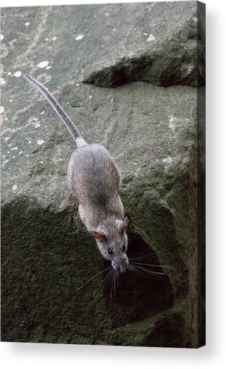 Allegheny Woodrat Acrylic Print featuring the photograph Allegheny Woodrat Neotoma Magister #3 by David Kenny