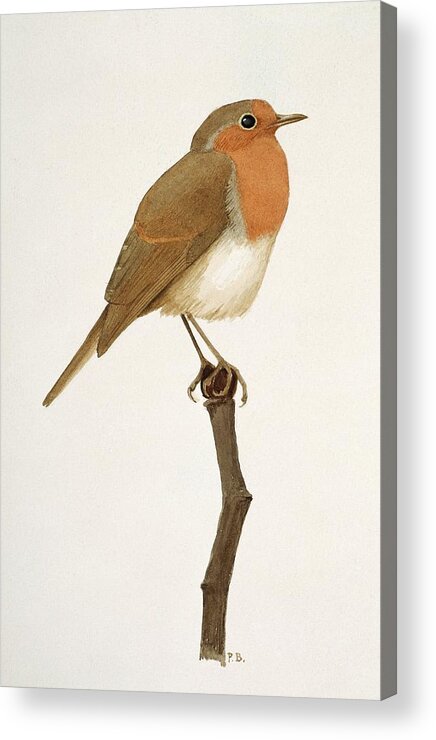 Artwork Acrylic Print featuring the photograph European Robin #3 by Natural History Museum, London/science Photo Library