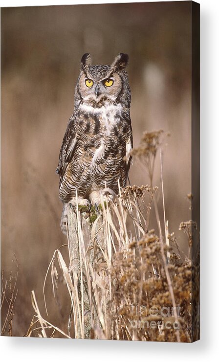 Animal Acrylic Print featuring the photograph Great Horned Owl #3 by Art Wolfe
