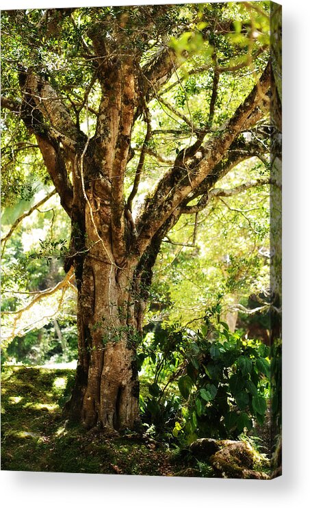 Nature Acrylic Print featuring the photograph Kingdom of the Trees. Peradeniya Botanical Garden. Sri Lanka #3 by Jenny Rainbow