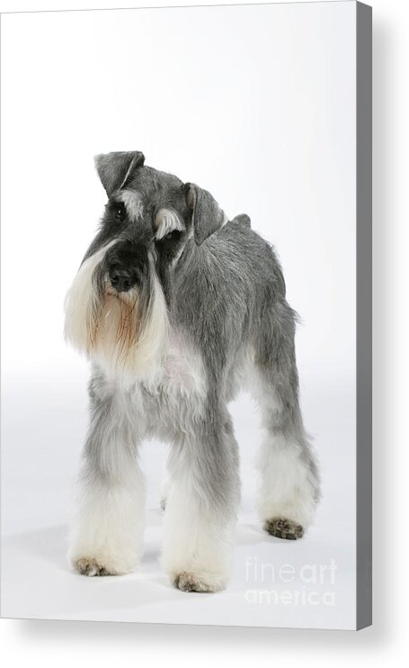 Dog Acrylic Print featuring the photograph Miniature Schnauzer #3 by John Daniels