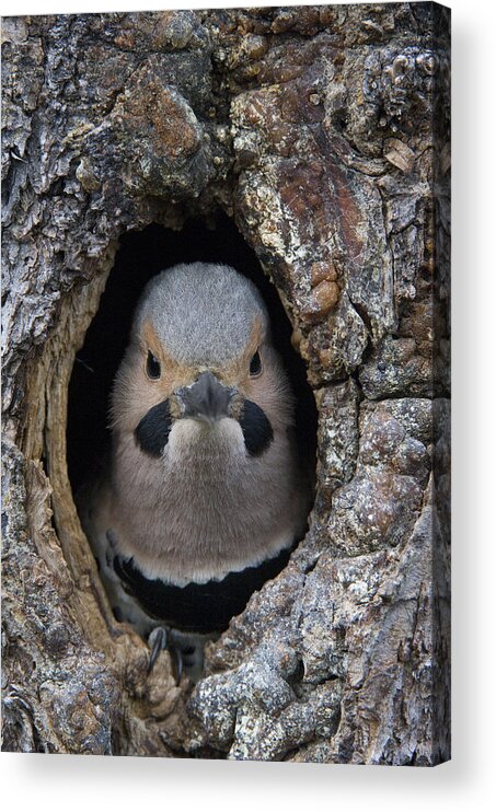 Michael Quinton Acrylic Print featuring the photograph Northern Flicker In Nest Cavity Alaska by Michael Quinton