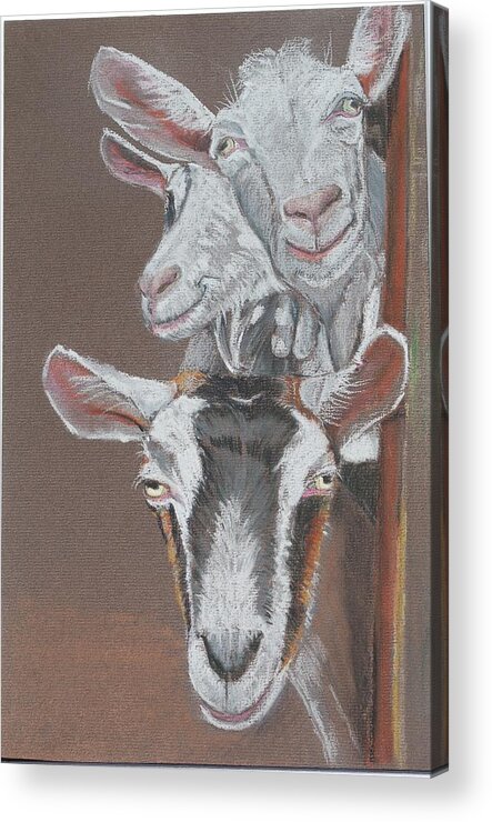 Goats Acrylic Print featuring the pastel 3 Nosey Goats by Teresa Smith