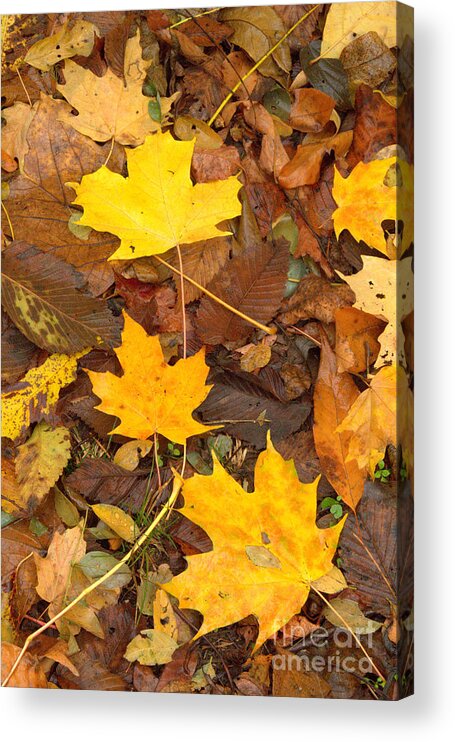 Leaves Acrylic Print featuring the photograph 3 Shades of Yellow by Jim McCain