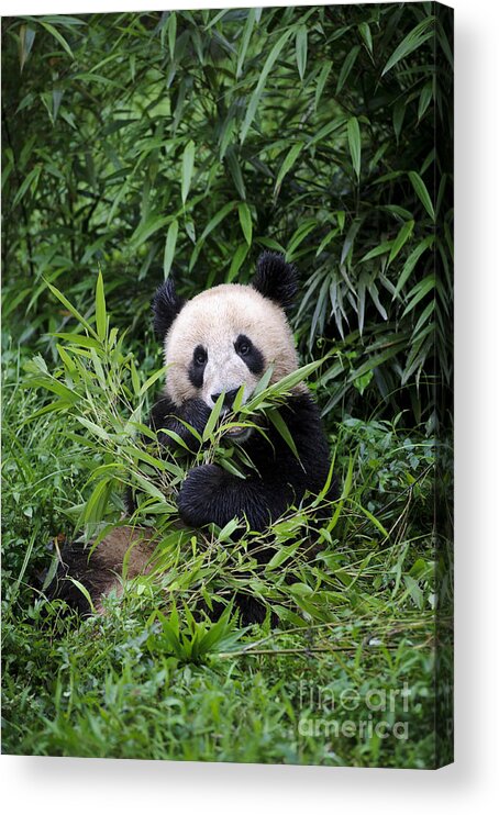 Ailuropoda Melanoleuca Acrylic Print featuring the photograph Giant Panda #30 by John Shaw