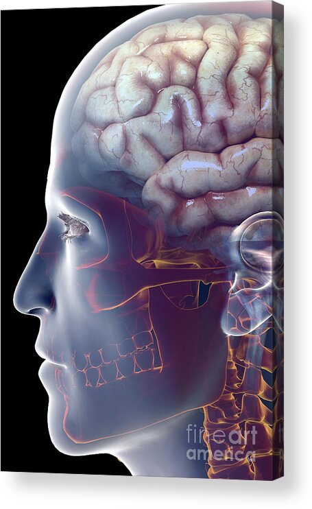 Central Sulcus Acrylic Print featuring the photograph Human Brain #36 by Science Picture Co