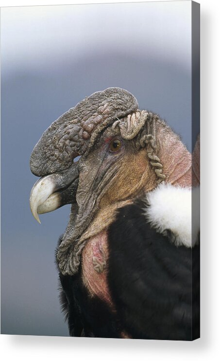Feb0514 Acrylic Print featuring the photograph Andean Condor Male Cayambe Ecuador #4 by Tui De Roy