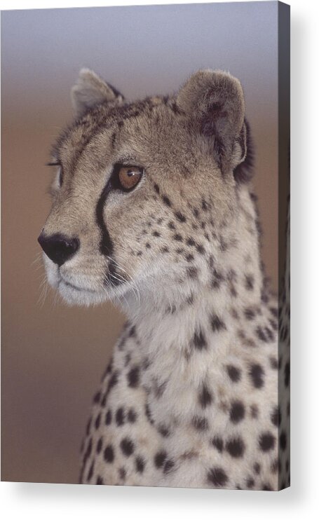 Acinonyx Acrylic Print featuring the photograph Cheetah #4 by Charles Angelo