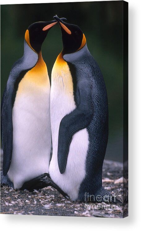 King Penguin Acrylic Print featuring the photograph King Penguins by Art Wolfe