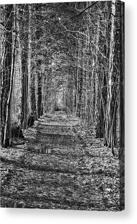 Path Acrylic Print featuring the photograph Pathway by David Armstrong