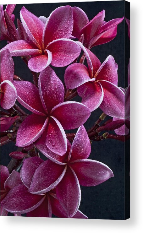 Florals Plumerias Maui Hawaii Tropical Acrylic Print featuring the photograph Plumerias #1 by James Roemmling