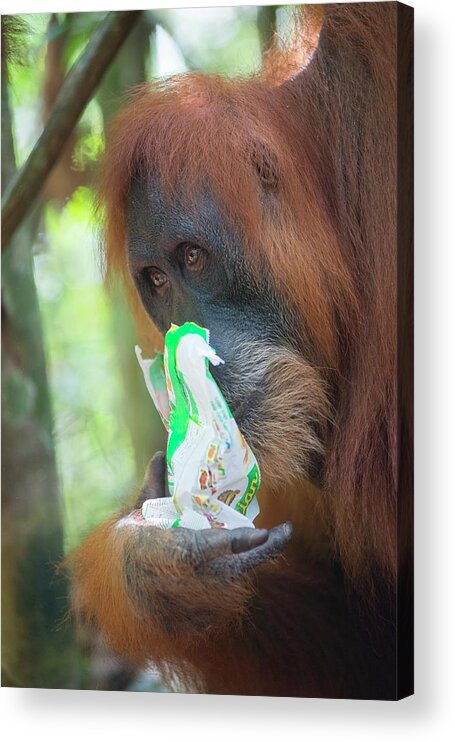 Animal Acrylic Print featuring the photograph Sumatran Orangutan #4 by Scubazoo