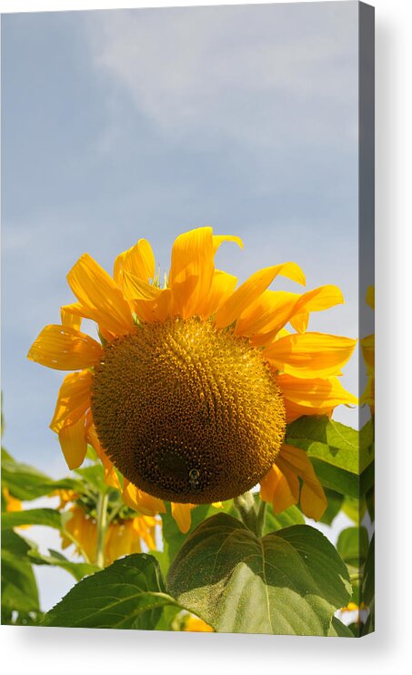 Agriculture Acrylic Print featuring the photograph Sunflower #43 by Bonnie Sue Rauch