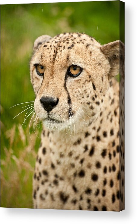 Cat Acrylic Print featuring the photograph Cheetah Acinonyx Jubatus Big Cat #5 by Matthew Gibson