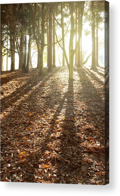 Autumn Acrylic Print featuring the photograph Forest sunlight #5 by Les Cunliffe