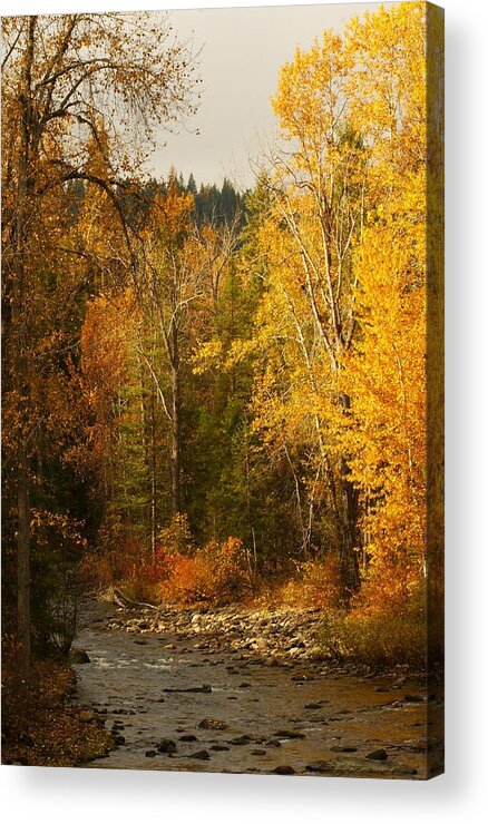 Northeastern Washington Acrylic Print featuring the photograph Fall at Sheep Creek #6 by Loni Collins