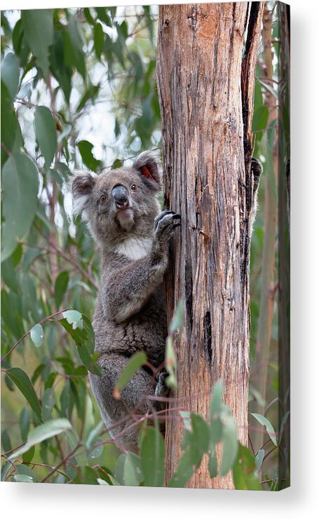 Animal Acrylic Print featuring the photograph Koala (phascolarctos Cinereus #6 by Martin Zwick