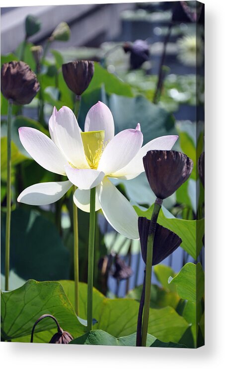 Water Lily Acrylic Print featuring the painting Water Lily #2 by Dottie Branch