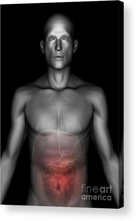Digitally Generated Image Acrylic Print featuring the photograph The Digestive System #63 by Science Picture Co