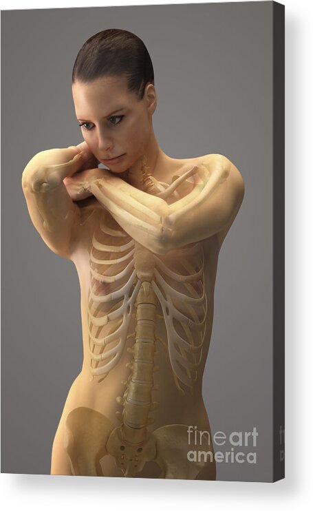 3d Visualization Acrylic Print featuring the photograph The Skeletal System Female #8 by Science Picture Co
