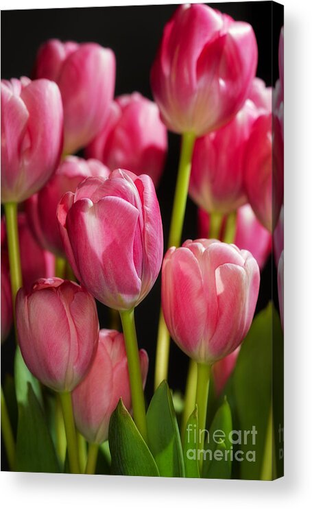 Close-up Acrylic Print featuring the photograph A bouquet of pink tulips by Nick Biemans
