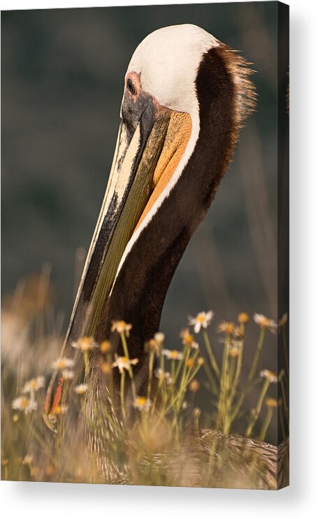 Brown Pelican Acrylic Print featuring the photograph A Change of Venue by Theo OConnor