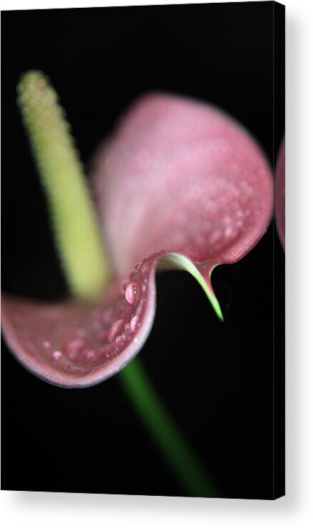 Flowers Acrylic Print featuring the photograph A Curvy Lady by Laurie Search