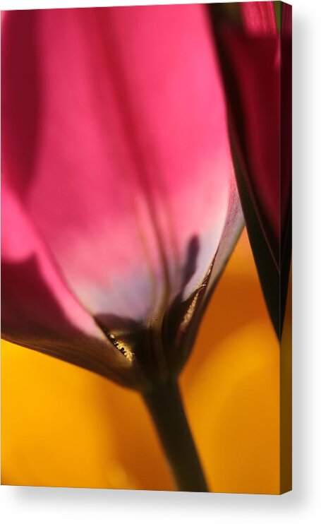 Tulip Acrylic Print featuring the photograph A Glimpse Into Eternity by Connie Handscomb