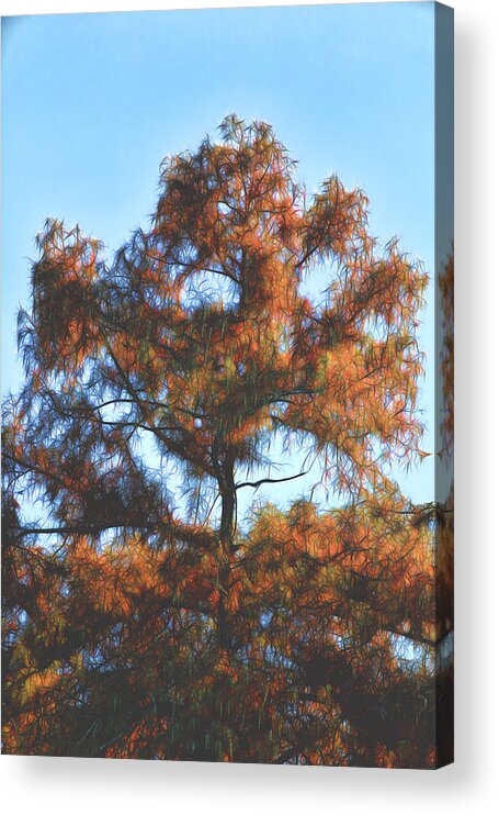 Nature Acrylic Print featuring the photograph A Lone Red Tree by Linda Phelps