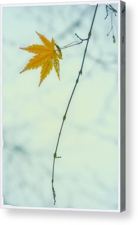 Fall Acrylic Print featuring the photograph A Single Leaf by Jonathan Nguyen