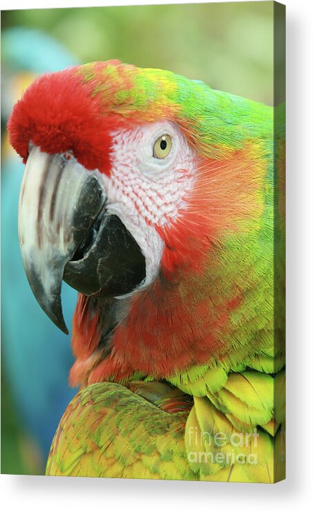 Aloha Acrylic Print featuring the photograph A Thing of Beauty is a Joy Forever by Sharon Mau