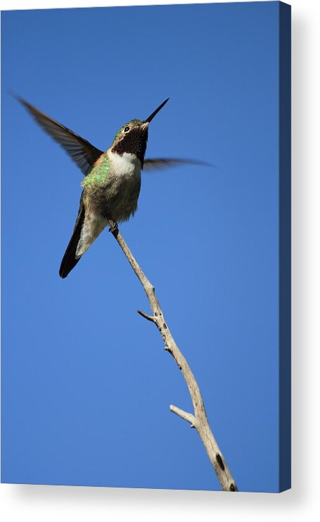 Humming Acrylic Print featuring the photograph A Tiny Flutter by Shane Bechler