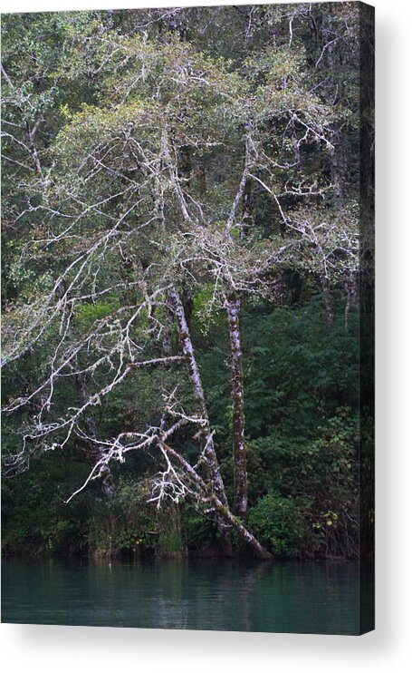 A Tree Along The Oregon Coast Acrylic Print featuring the photograph A Tree Along The Oregon Coast by Tom Janca
